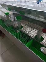 贵州欧式兔笼现货供应