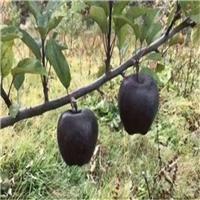 黑苹果苗批发报价0.6公分黑苹果苗基地