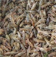 泸州种虾养殖 送货上门