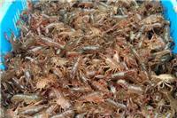 贵州小龙虾苗特种水产养殖 上市可数倍盈利