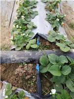 厂家直销热卖节水草莓大棚蔬菜16农用膜下 贴片式滴灌带