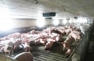 河南新大牧业优质高端商品猪 商品猪怎么卖 屠宰率高瘦肉率高