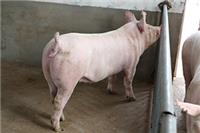 河南新大牧业优质二元母猪 母性好繁殖性能优良 二元母猪价格