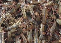 小龙虾养殖技术-大量供应高性价优质龙虾幼苗
