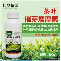茶叶催芽茶树叶营养微量元素催芽茶叶**型，厂家直销