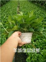 广州种植基地绿萝批发