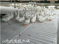 干燥清洁鸡鸭漏粪网床 鸡用漏粪板 鹅床