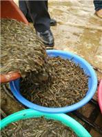 泥鳅苗出售 河南安阳市泥鳅养殖