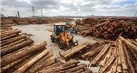 从青岛港进口木材到中国是怎么报关清关的又是如何分类的