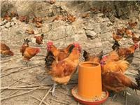 合川地区乌皮红羽土鸡苗养殖效益高，养殖户年年增收