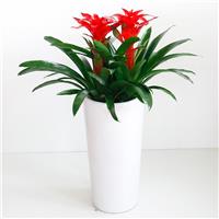 武汉公司绿化服务单位花木室内花卉，武汉公司花木购买户外园艺