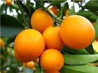 脆蜜金柑每亩收入五万元-贵港脆蜜金柑苗有卖玉林脆蜜金柑苗价格价格一棵