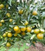 脆蜜金柑的市场价格高不高-崇左脆蜜金柑苗有卖南宁脆蜜金柑苗价格价格一棵
