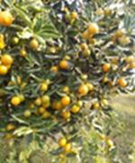 脆蜜金柑的市场价格每斤15元-柳州脆蜜金柑苗有卖来宾脆蜜金柑苗价格价格一棵