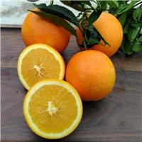 三峡特产新鲜水果秭归脐橙纽荷尔长红圆红橙子柑橘