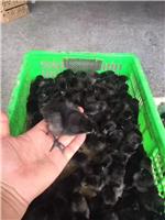 贵州绿壳蛋鸡苗，五黑绿壳蛋鸡苗批发，五黑鸡苗，土鸡苗