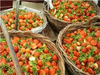 批发大地抗寒草莓苗，南北方草莓苗高粱果苗石头河子草莓苗