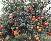 种植脆蜜金柑的经济效益怎么样-河池有脆蜜金柑苗卖宜州脆蜜金柑苗价格价格一株