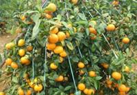 脆蜜金柑价格价格一斤-宜州脆蜜金柑苗有卖河池脆蜜金柑苗价格价格一棵