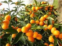 种植脆蜜金柑的经济效益好不好-钦州脆蜜金柑苗有卖北海脆蜜金柑苗价格价格一棵
