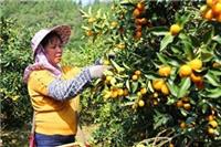 广西融安脆蜜金柑30元一斤亩产3000至5000斤是真的吗