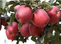 产地直销营养高产量全红梨苗栽培