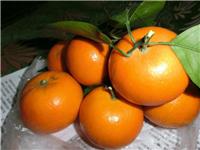 大庆沃柑柑橘苗出售