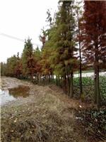 2019年湿地绿化造林用米径3-10公分池杉