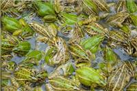 锦亿丰瑞青蛙养殖丨幼蛙的饲养管理技术