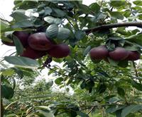 早红考密斯梨树苗价格一棵、2公分早红考密斯梨树苗价格