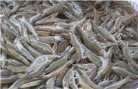 长沙南美白对虾养殖 欢迎咨询