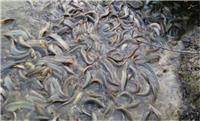 萍乡安源区宏福泥鳅养殖基地长期收购泥鳅供应泥鳅苗