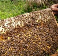 预售中蜂5000脾，每张都有子脾，蜂、粉、蜜足