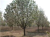 八棱海棠树批发价格 八棱海棠树树生产厂家