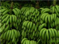厄瓜多尔香蕉进口报关代理