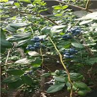 2019年绿宝石蓝莓苗、绿宝石蓝莓苗价格一棵