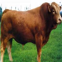 活体肉牛犊 鲁西黄牛牛苗 改良肉牛犊 出栏小牛犊 西门塔尔牛种牛牛苗 利木赞牛3-6个月的肉牛图片欢迎咨询