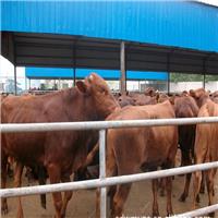 肉牛犊活体出售 纯种西门塔尔牛 鲁西黄牛种牛牛苗 育肥小牛苗3个月的价格一头 改良肉牛犊