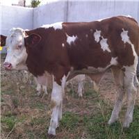四川肉牛犊出售 改良育肥小牛苗鲁西黄牛 西门塔尔牛种牛 带孕母牛价格一头赠送铡草机