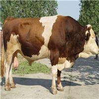 小黄牛活体 育肥鲁西黄牛肉牛犊200斤的价格一头 西门塔尔牛纯种牛 改良肉牛犊夏洛莱牛 利木赞牛