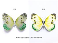 专业的银色双层蝴蝶套装提供商—温州金蝴蝶工艺品|仿真蝴蝶高端大气