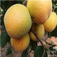 优质的杏树苗|杏树苗价格|杏树苗种植基地