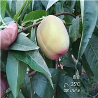 桃树苗品种及价格 桃苗优良品种的条件