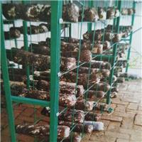 食用菌培养架 蘑菇网片 蘑菇养殖网片