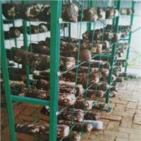 蘑菇网片培菌网片 出菇网格 培菌网架食用菌架厂家