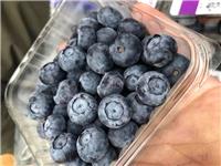 广州集果轩批发智利蓝莓进口水果一手货源供应餐饮水果加工超市电商微商等