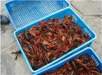 山东济南 大量供货 小龙虾 一手货源