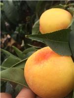 芒果桃是桃树里的一个全新品种如何种植