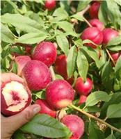 产地直供珍珠枣蜜桃种植技术珍珠枣蜜桃的营养