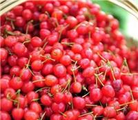 优质玛瑙红樱桃苗栽培玛瑙红樱桃苗批发